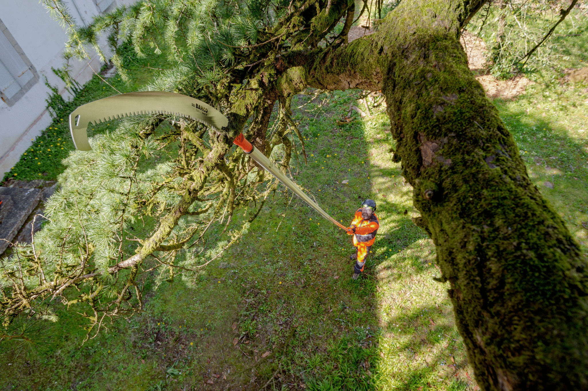 PruningatHeight_APPL29.jpg PruningatHeight_APPL29.jpg