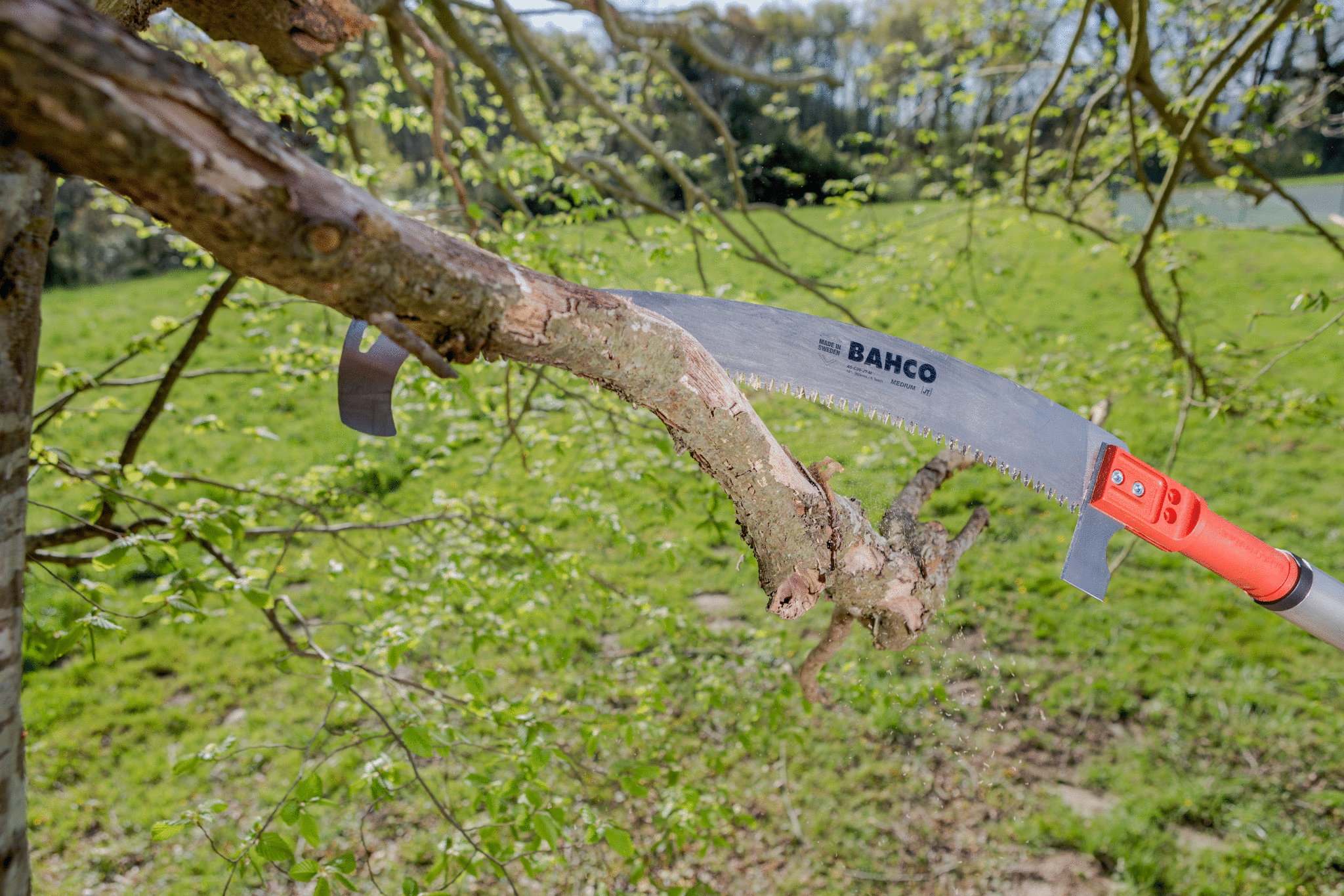 PruningatHeight_APPL25.jpg PruningatHeight_APPL25.jpg