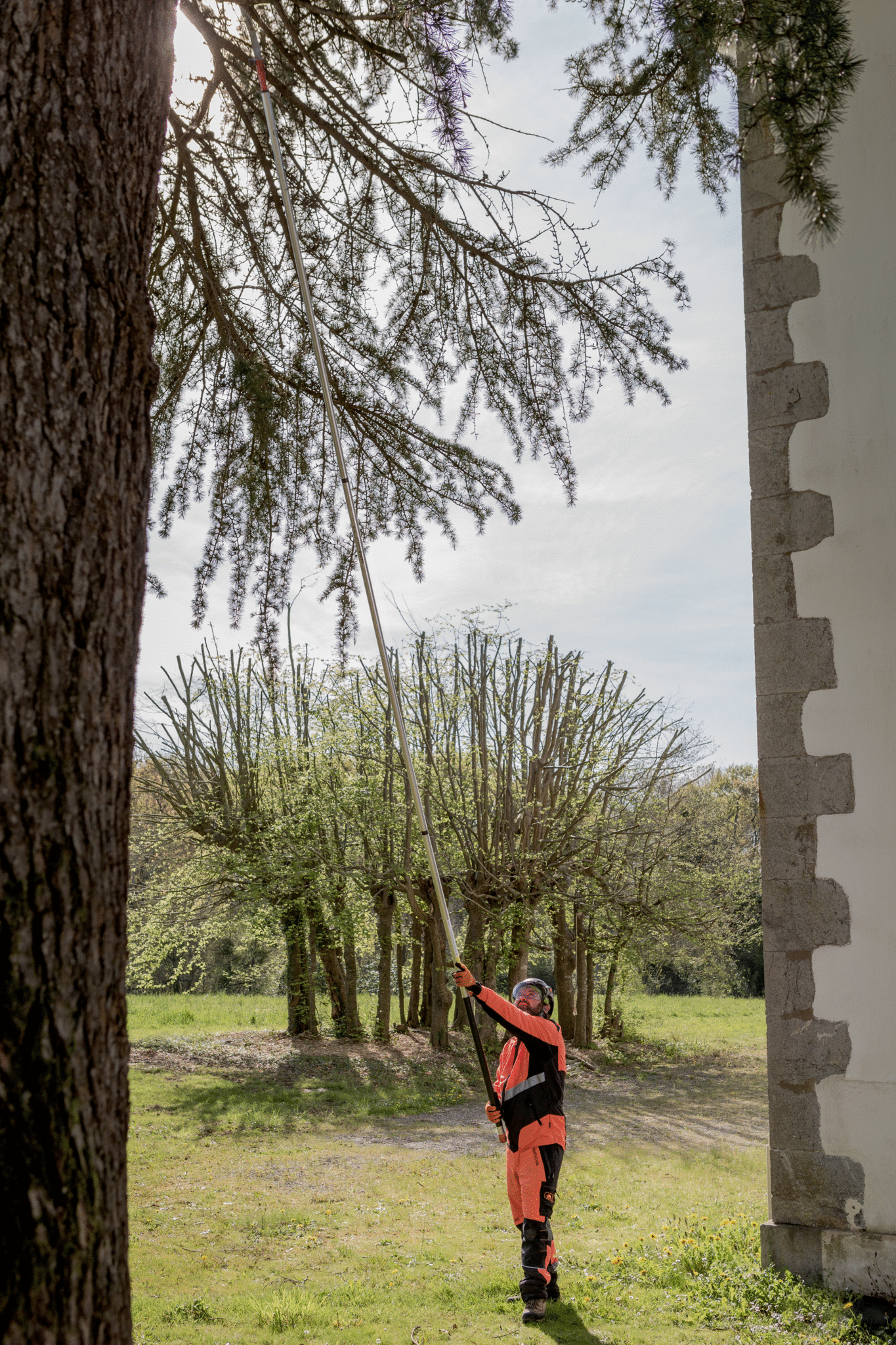 PruningatHeight_APPL27.jpg PruningatHeight_APPL27.jpg