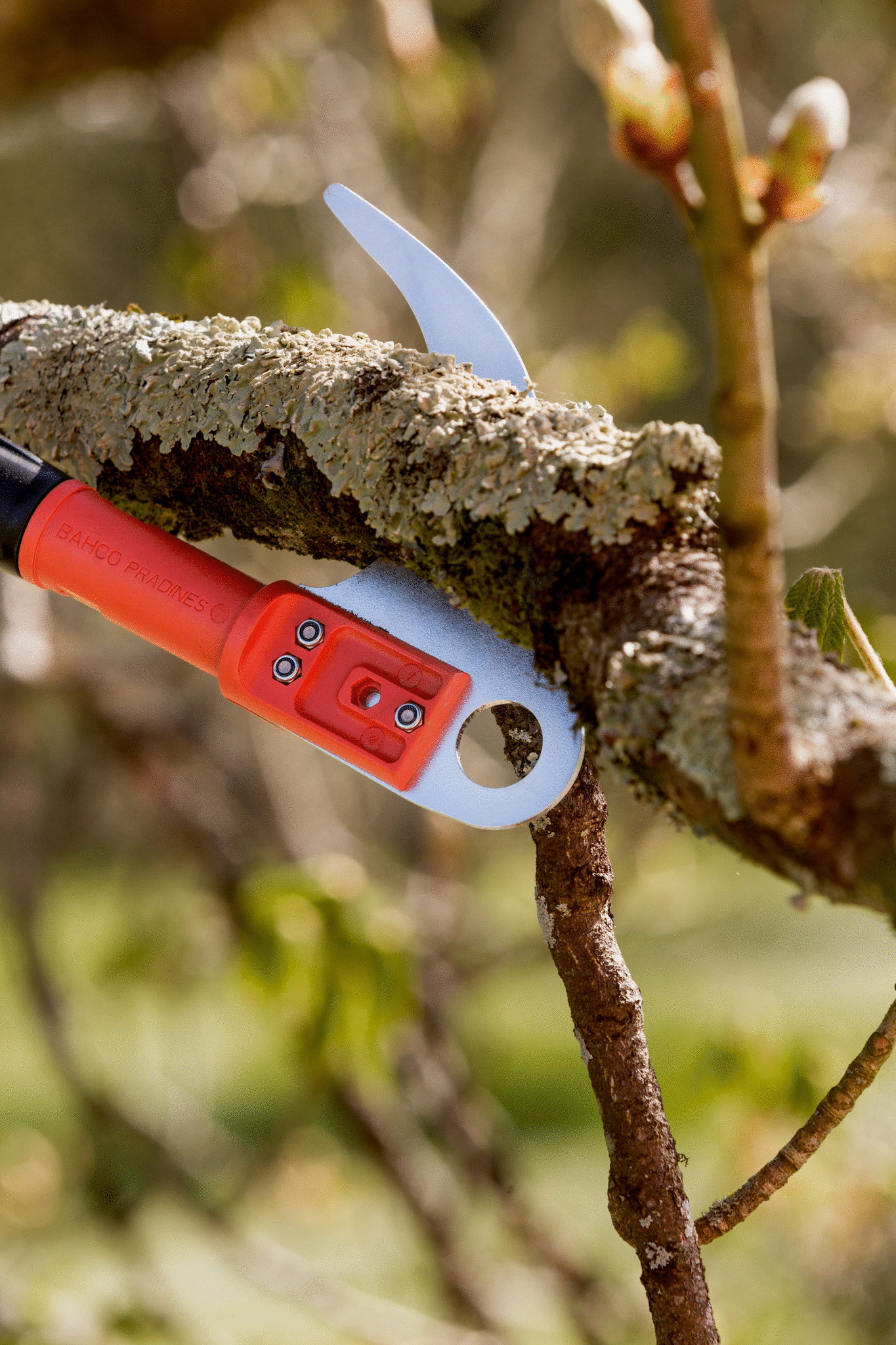 PruningatHeight_APPL06.jpg PruningatHeight_APPL06.jpg