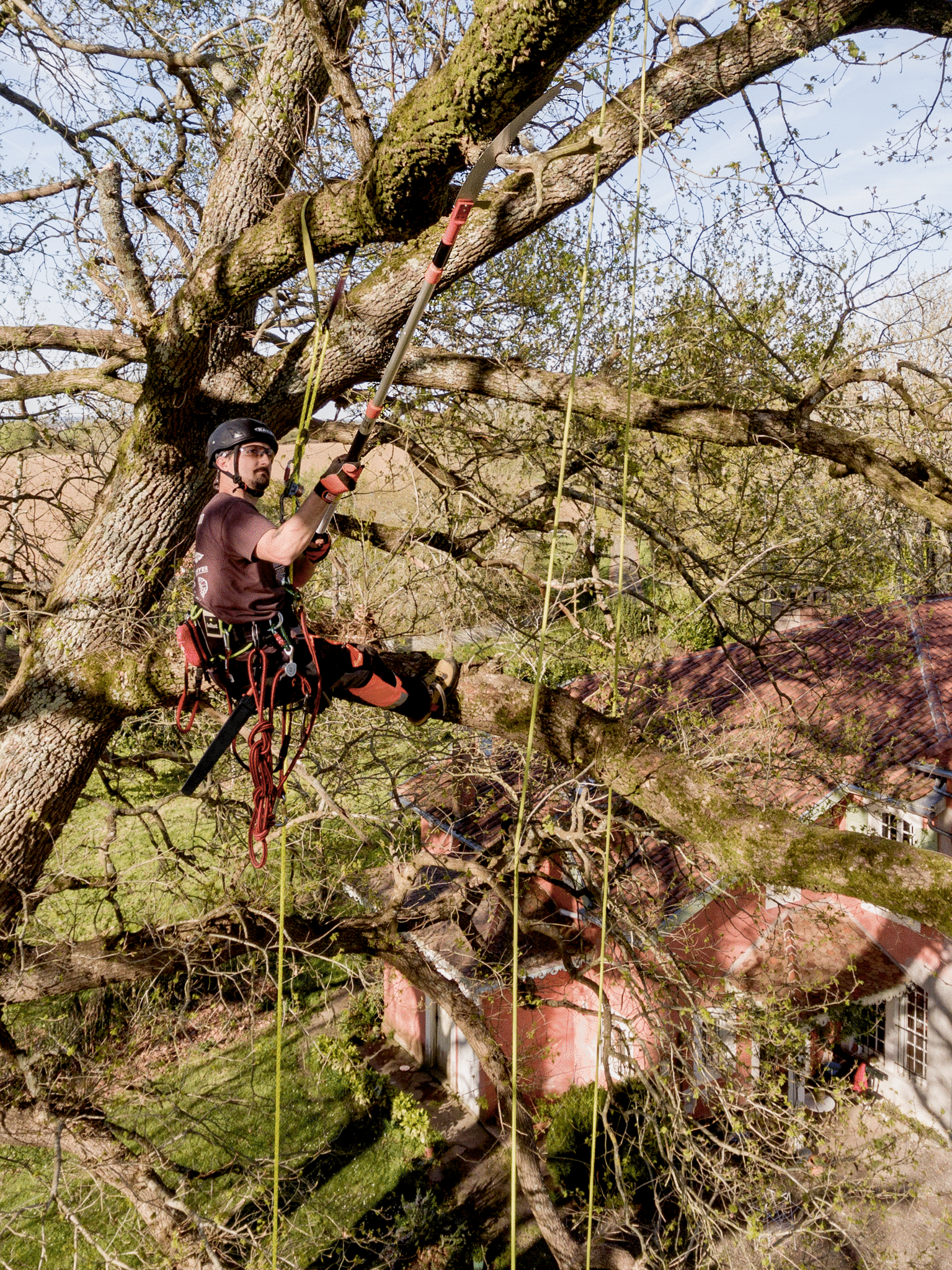 PruningatHeight_APPL31.jpg PruningatHeight_APPL31.jpg