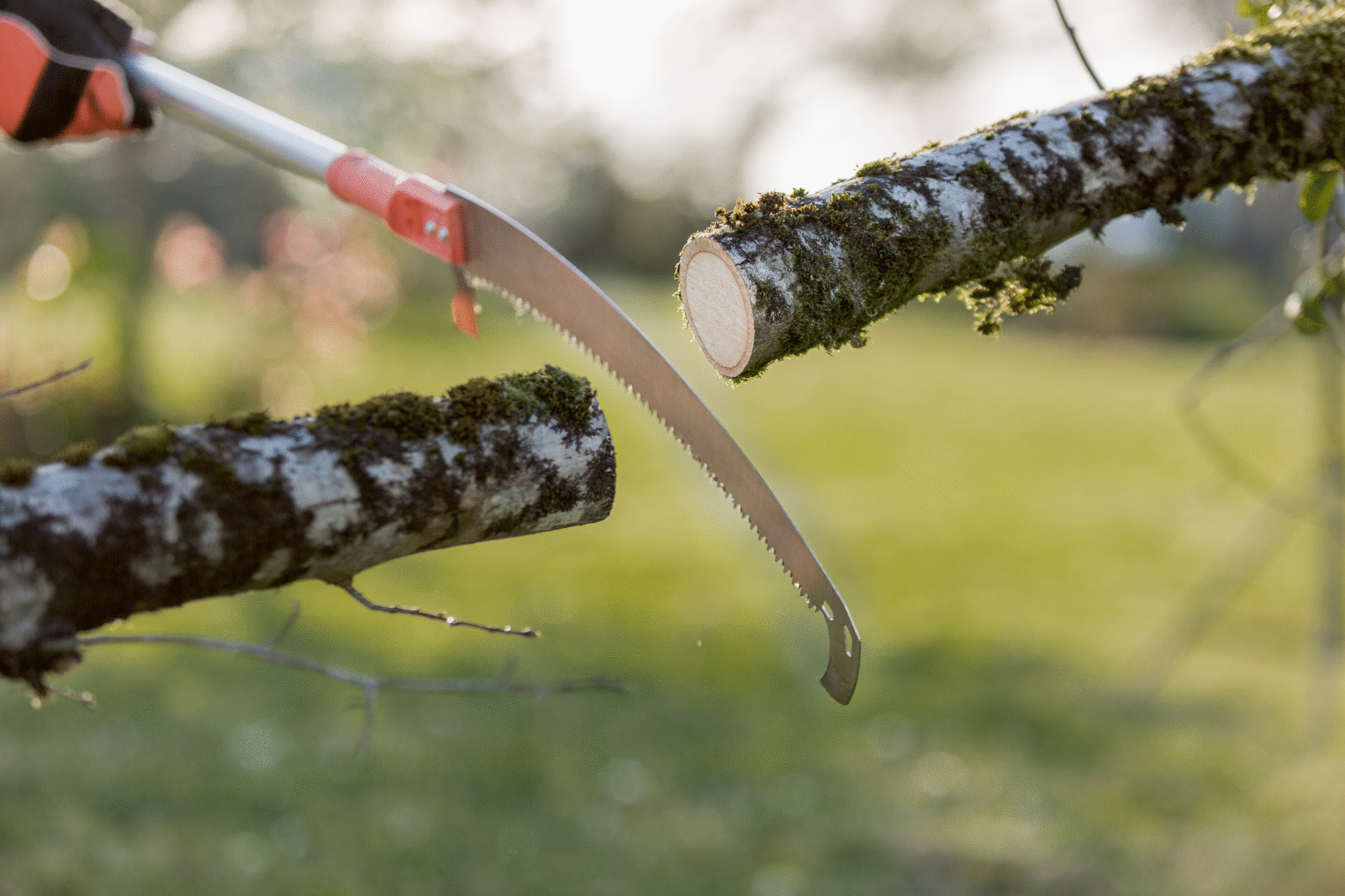 PruningatHeight_APPL18.jpg PruningatHeight_APPL18.jpg