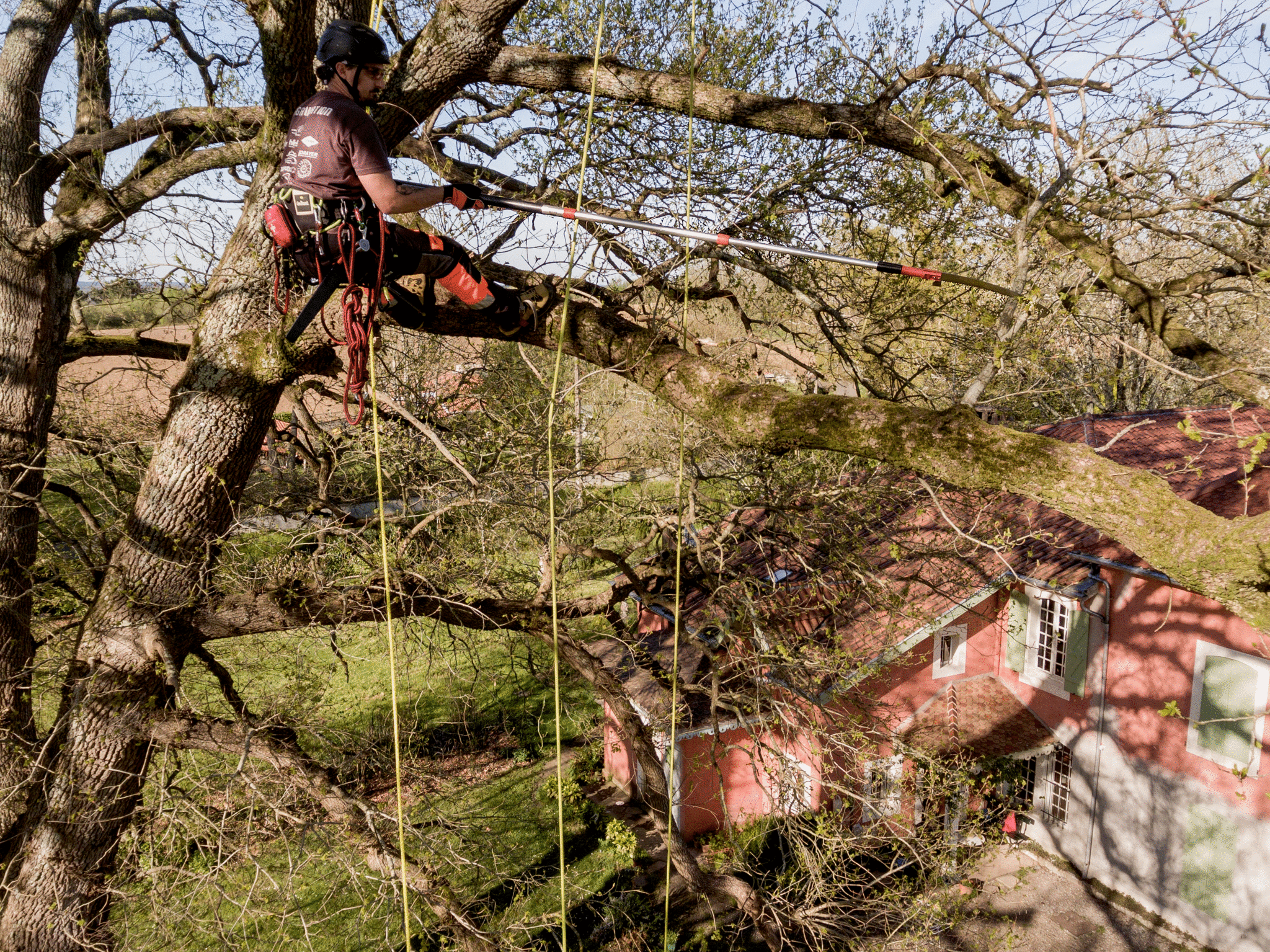PruningatHeight_APPL30.jpg PruningatHeight_APPL30.jpg
