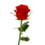 Sga Rose C Sga Rose C
